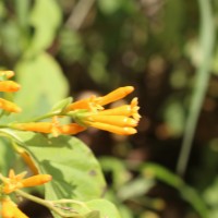 Cestrum aurantiacum Lindl.